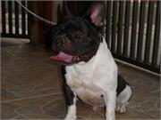 Hugas Dora Bulls Aramis4